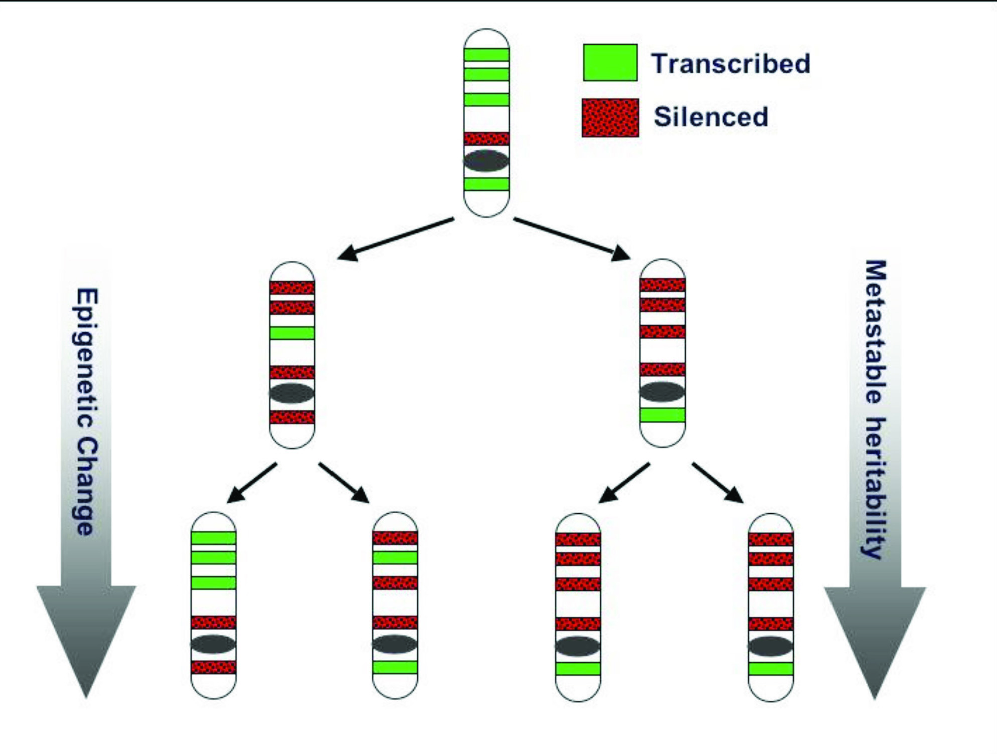 Epigenetic regulation of genes