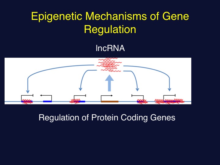 B. Regulation of protein coding genes by lncRNA