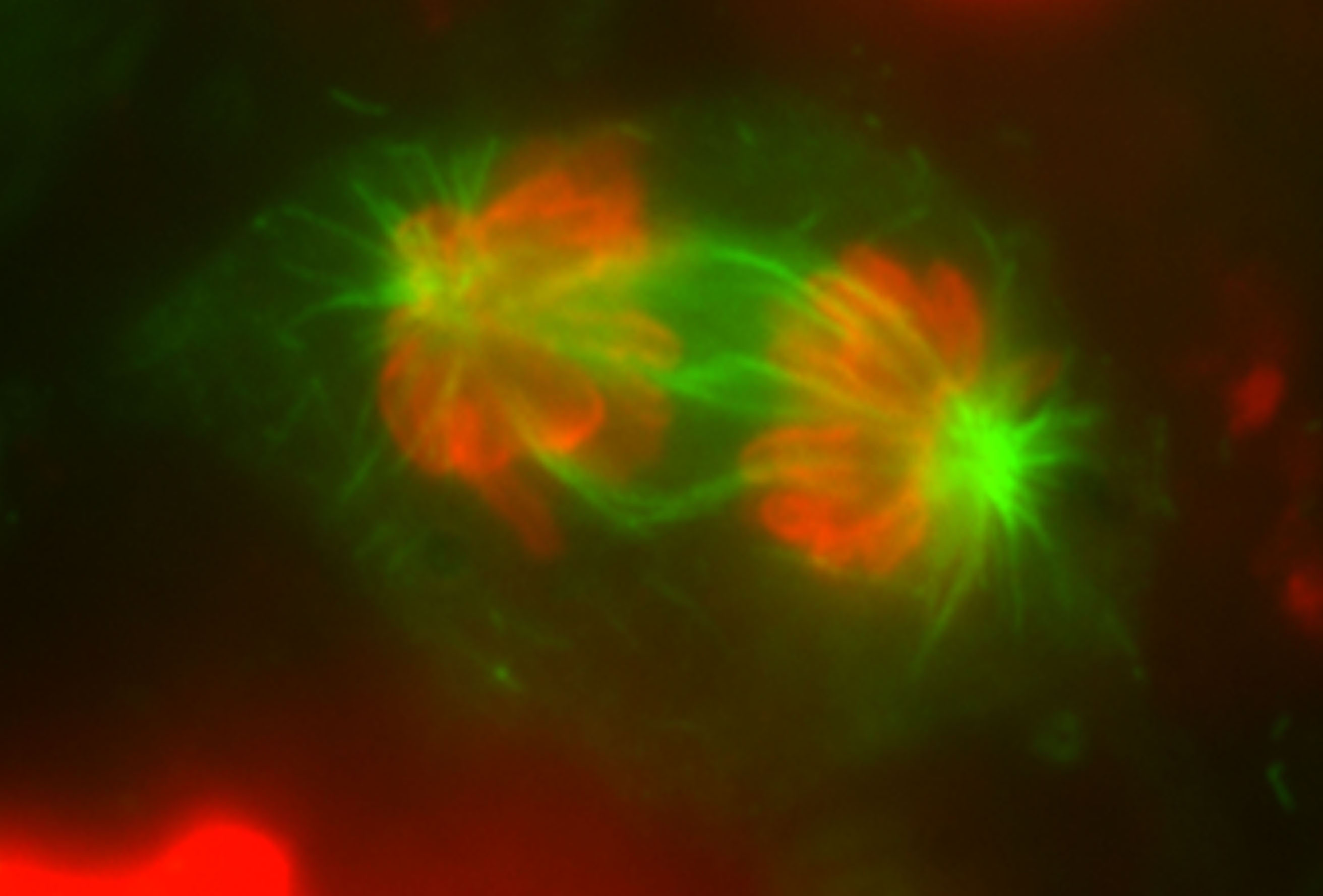 stem cell mitosis